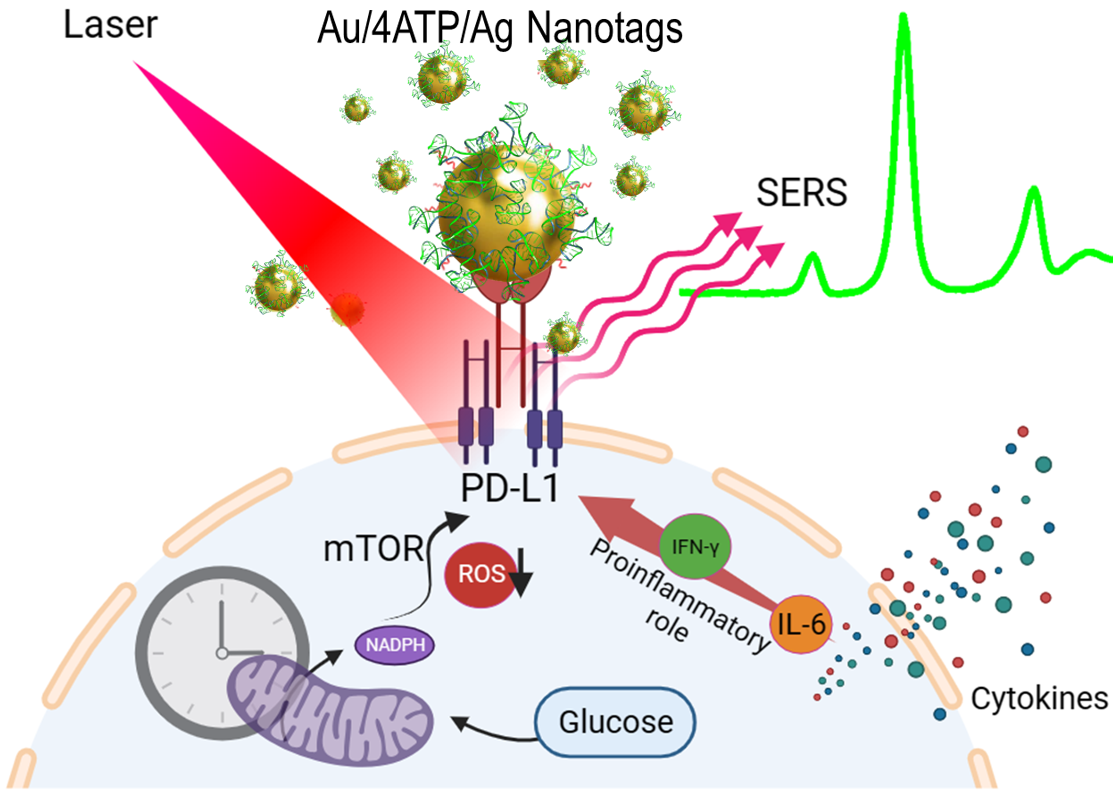New Nanoprobes Developed to Monitor PD-L1-related Bioprocesses