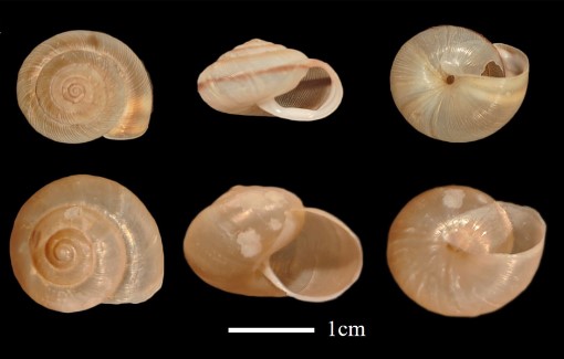 Land Snails: Recorder of Climate and Weather Changes
