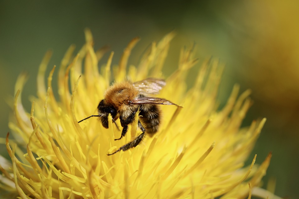 Interaction Patterns between Bumblebees and Floral Resources Revealed during Buzz Pollination