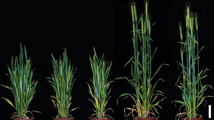 Researchers Reveal Impact of Brassinosteroid and Sugar Signal on Wheat Grain Size Regulation