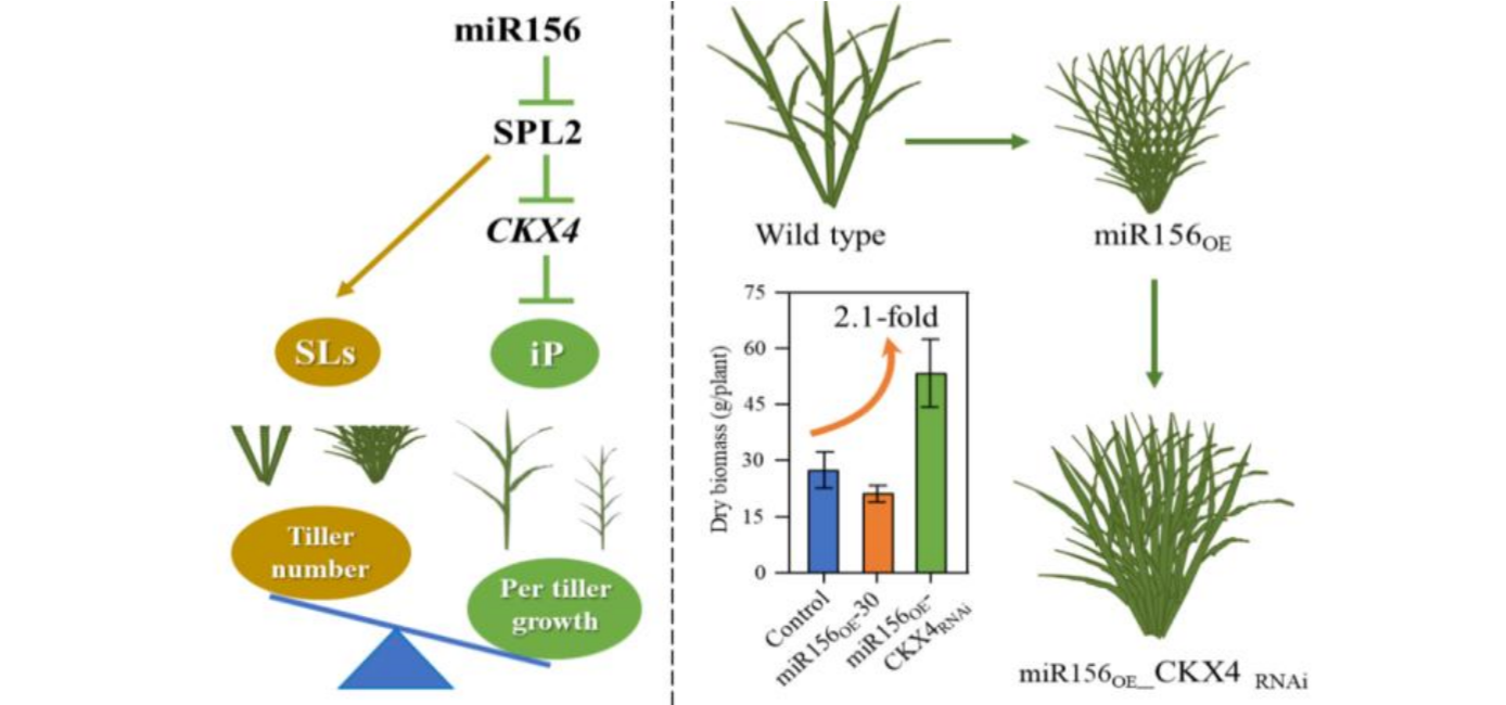Module Regulating Culm Development Changes Architecture and Improves Biomass of Switchgrass