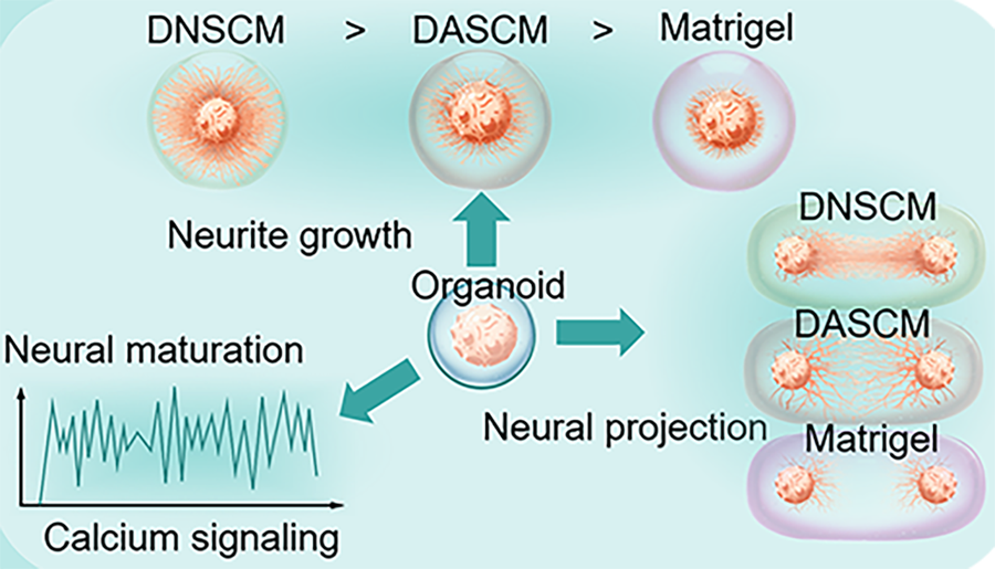 Early Developmental Spinal Cord Extracellular Matrix Can Promote Neural Regeneration