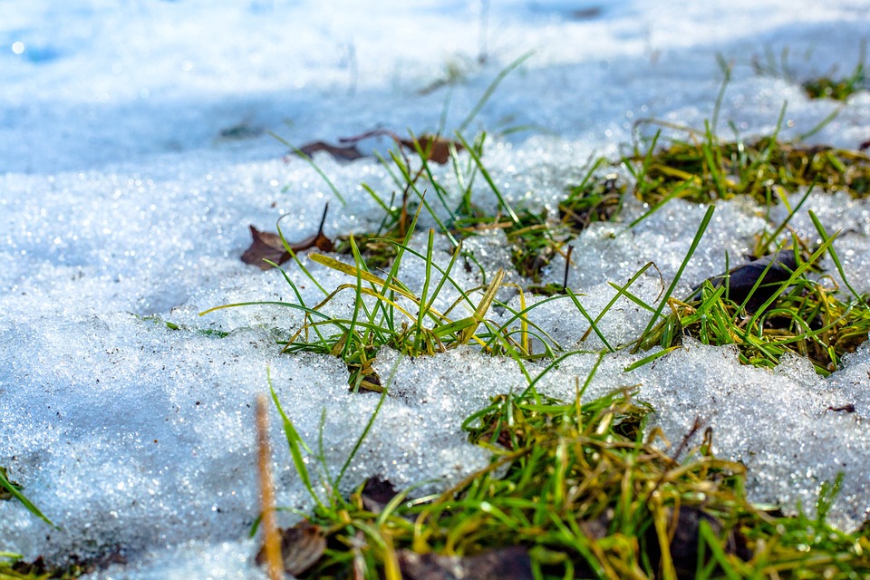 Snowmelt Timing Impacts Grassland Plant Communities, New Study Finds