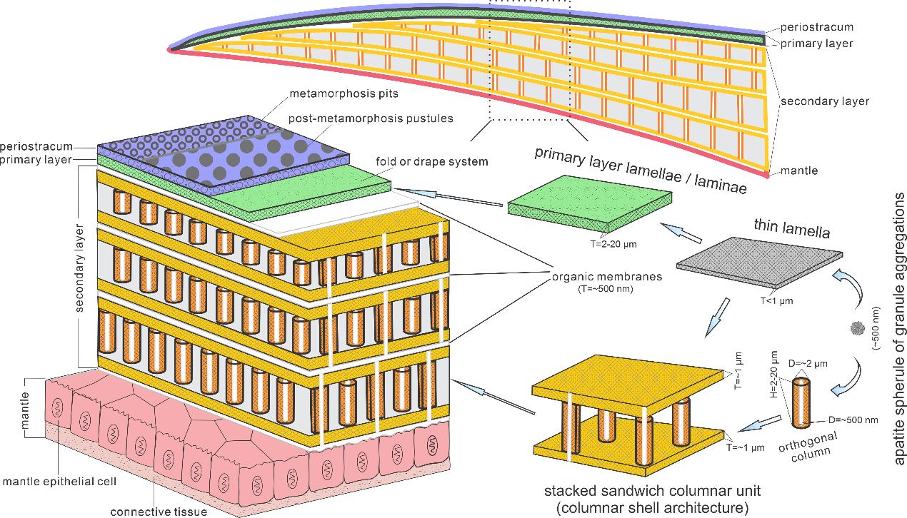 Scientists Construct Organo-phosphatic Shells of Brachiopods
