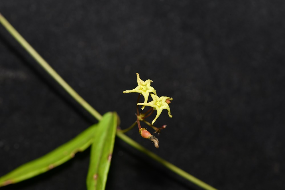 New Vincetoxicum Species Found in Yunnan