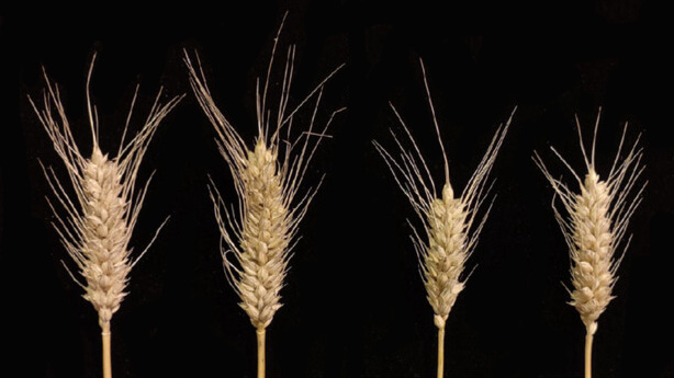 Researchers Unlock Water-saving Potential of Wheat with TabHLH27 Balancing Stress and Growth