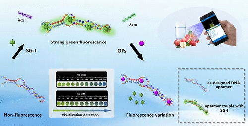 Novel Sensor Developed for Rapid Detection of Harmful Insecticides