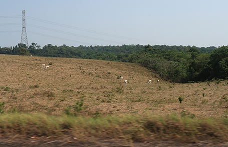 Amazon Rainforest Faces Drought Risk Despite Carbon Removal Efforts