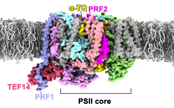 PSII-TPP Complex: Hunting for Key Molecules in Early Stage of Photosystem II Repair Cycle in Green Algae