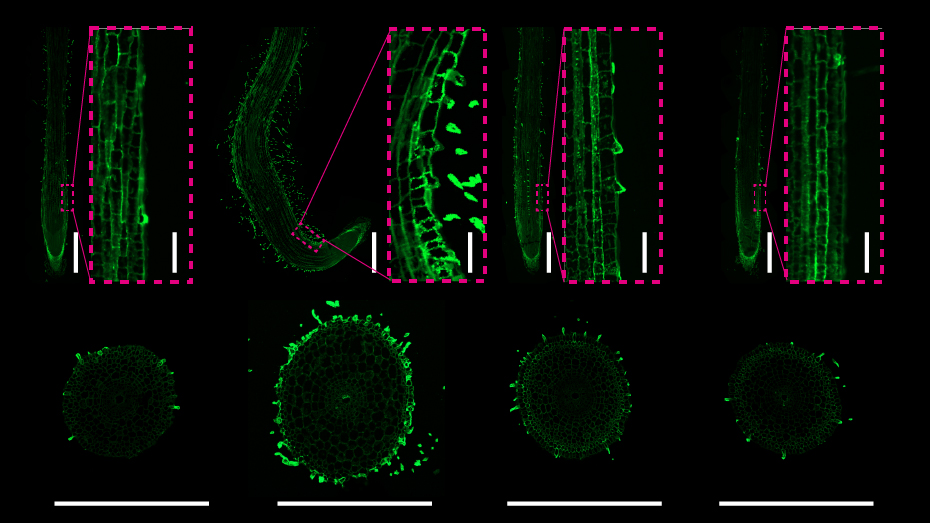 Researchers Discover Link between Ethylene Regulation of Growth and Cell Wall Establishment