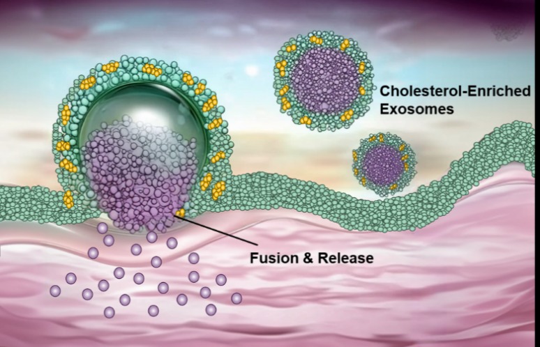 Researchers Use Cholesterol-enriched Exosomes to Improve siRNA Delivery