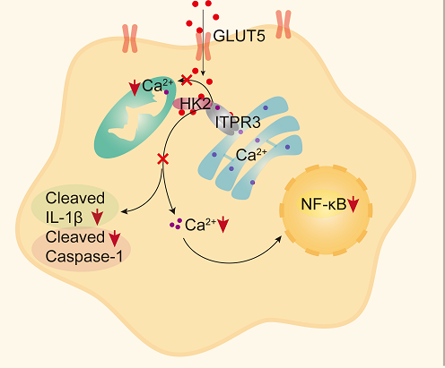Scientists Uncover New Mechanism Fructose Promoting Colorectal Cancer Development