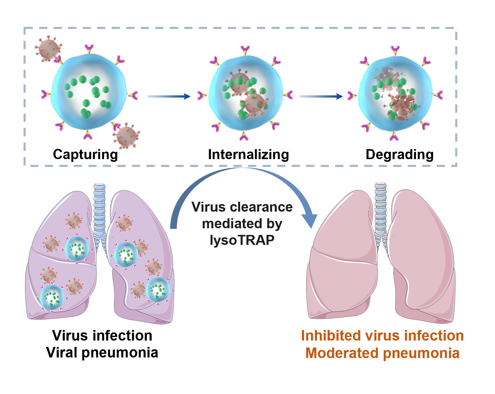 Researchers Develop Lysosomal “TRAP” for Clearance of Viruses and Variants