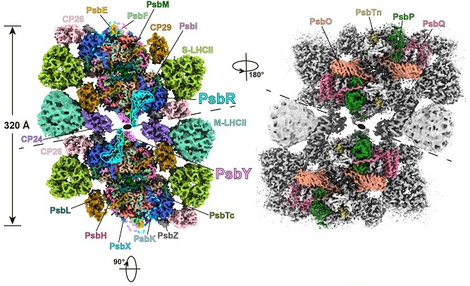 Scientists Provide Insights into Photosystem II Under Low-Light Conditions