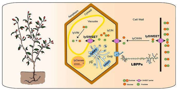 Scientists Decipher Genome Map of <em>Lycium barbarum</em>