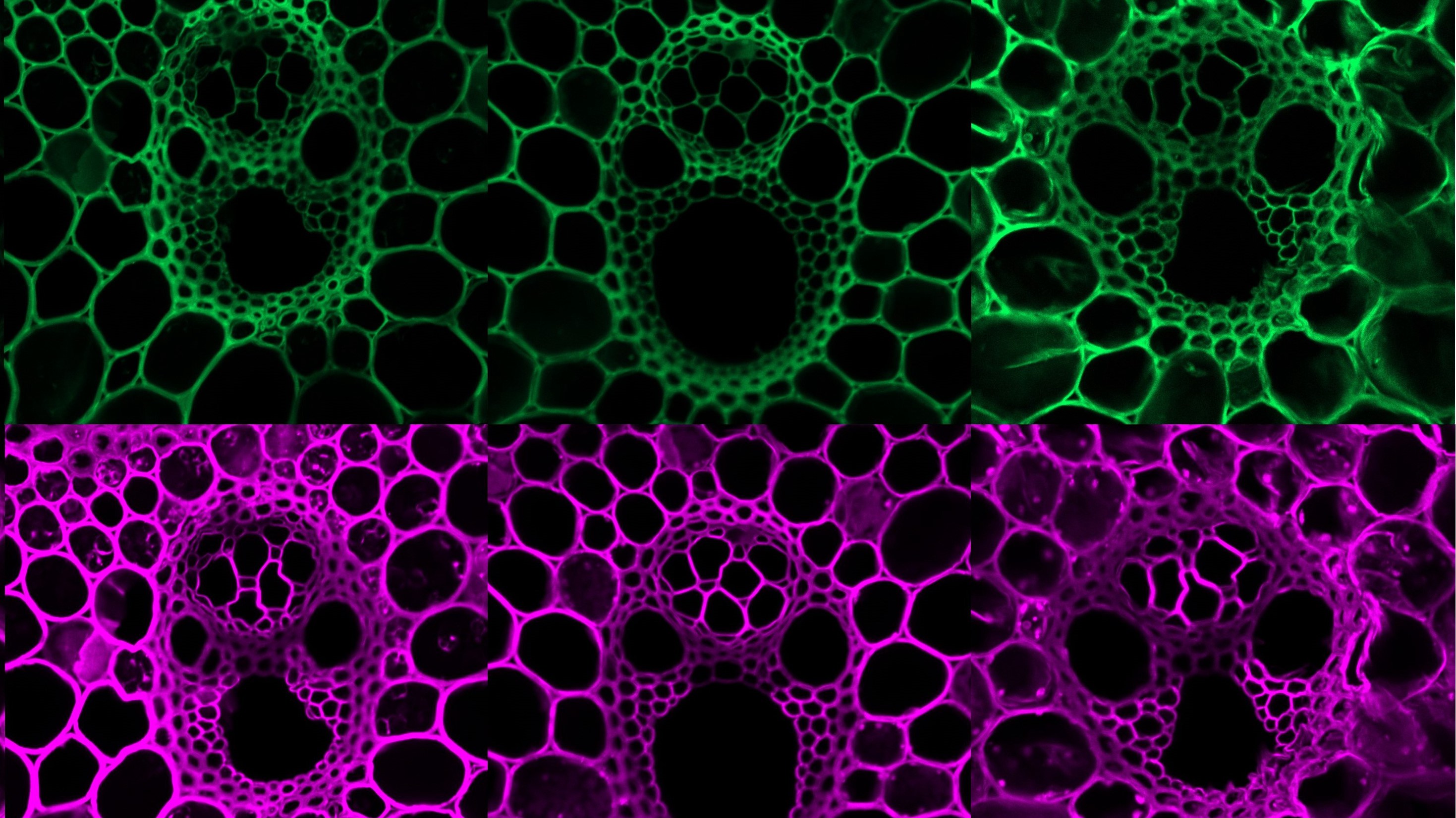 Researchers Uncover Core Components of Xylan Synthase Complex in Rice<br/>