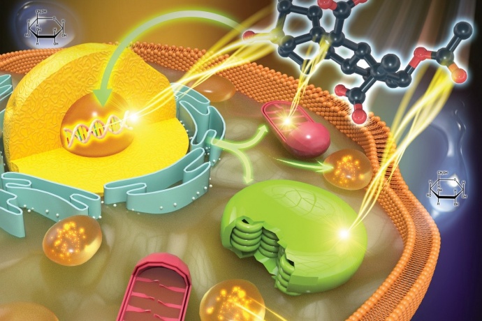 Researchers Reveal How Gibberellic Acid-3 Regulates Growth and Astaxanthin Biosynthesis in Heterotrophic Algae
