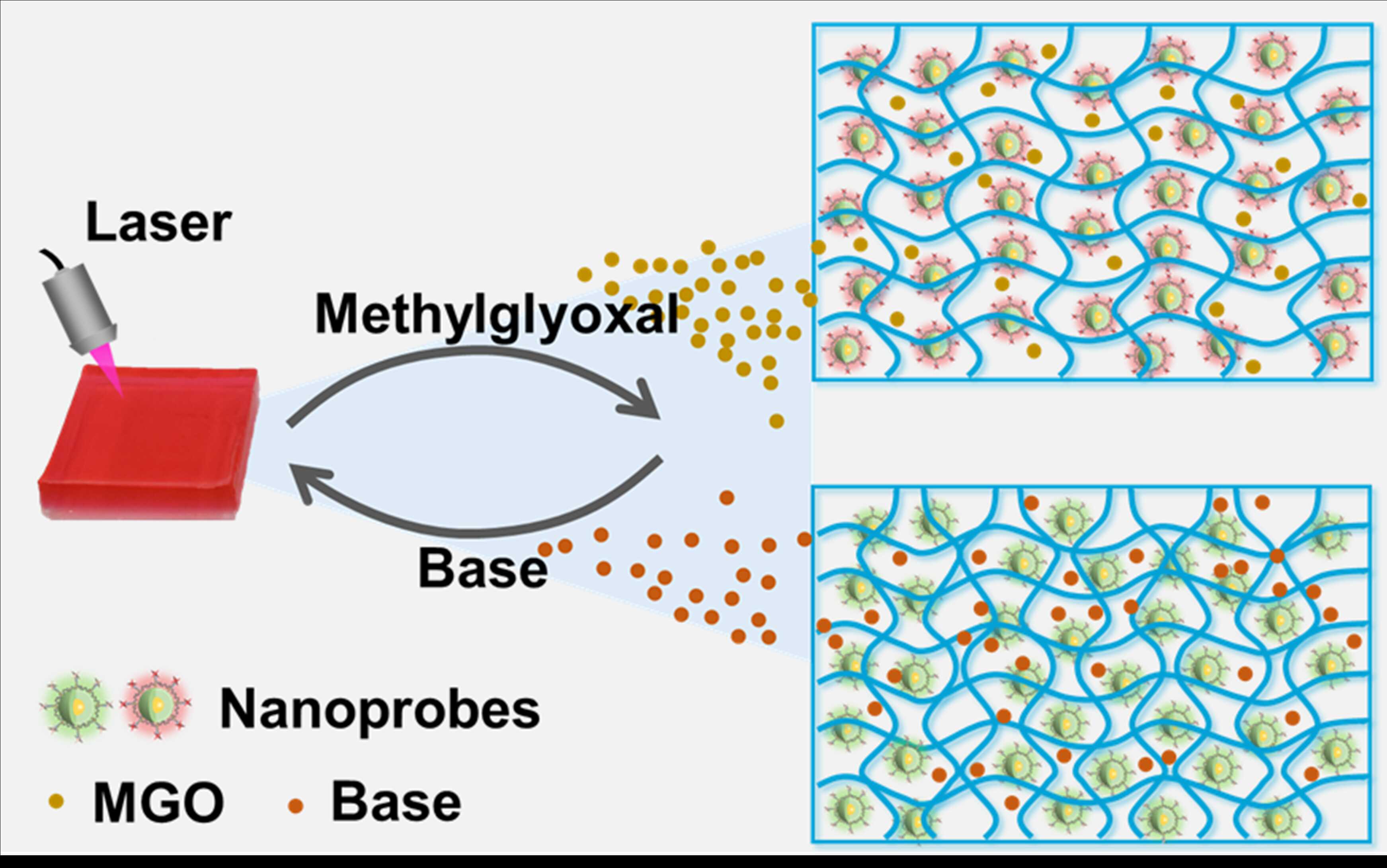 Innovative Fluorescent Sensor Developed for Precise Monitoring of Methylglyoxal