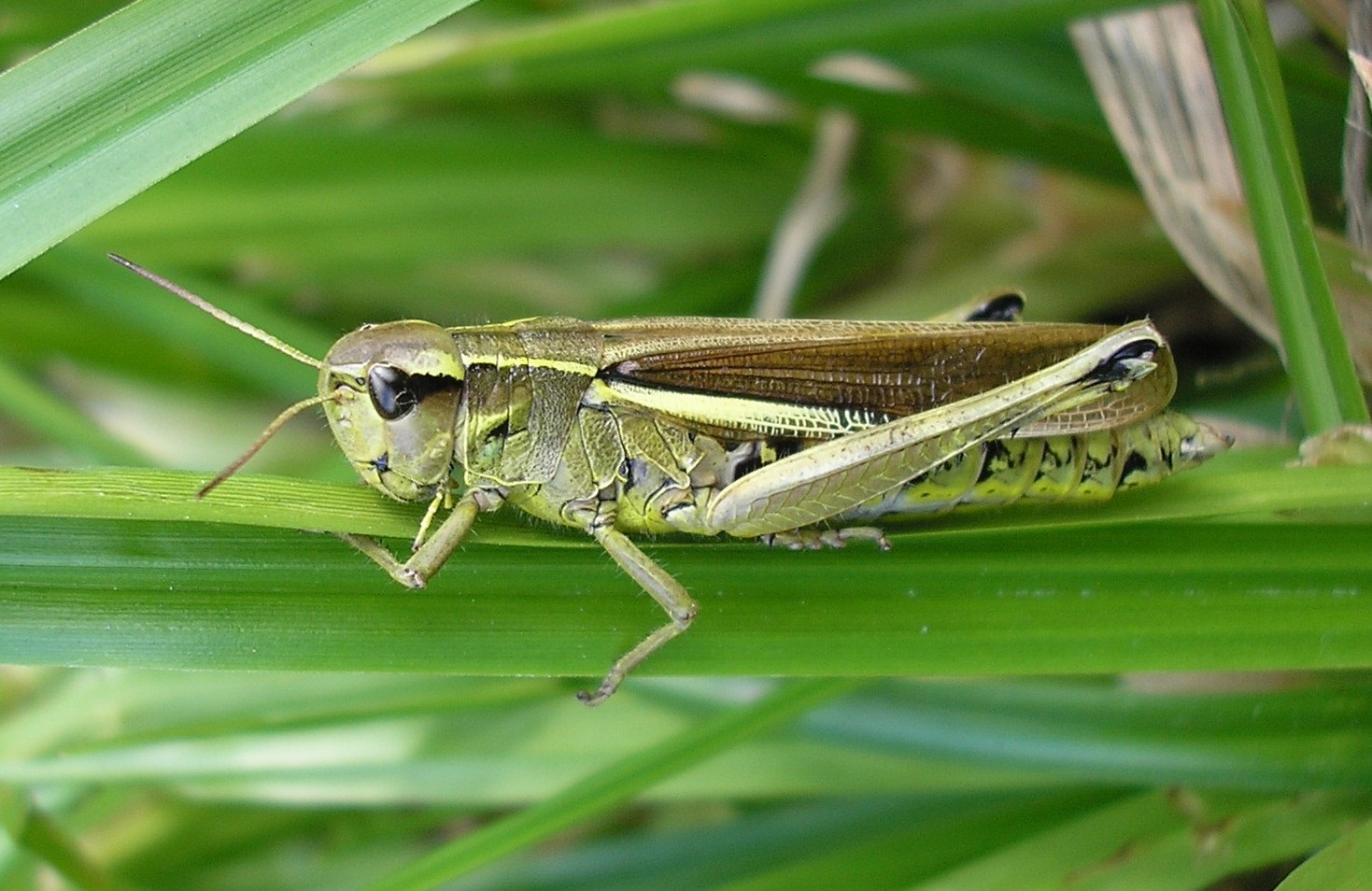 Chinese Researchers Discover Toxic Defense Mechanism in Locusts