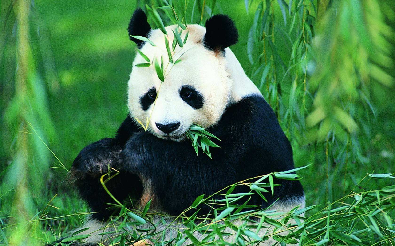 Research Reveals Giant Pandas' More Diversified Diet 5,000 Years Ago