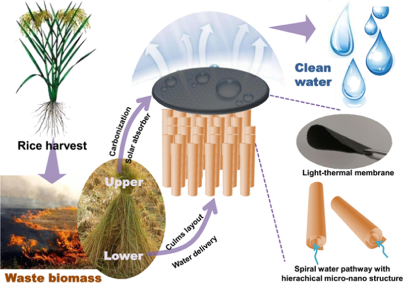 Chinese Scientists Use Rice Straw to Desalinate Seawater