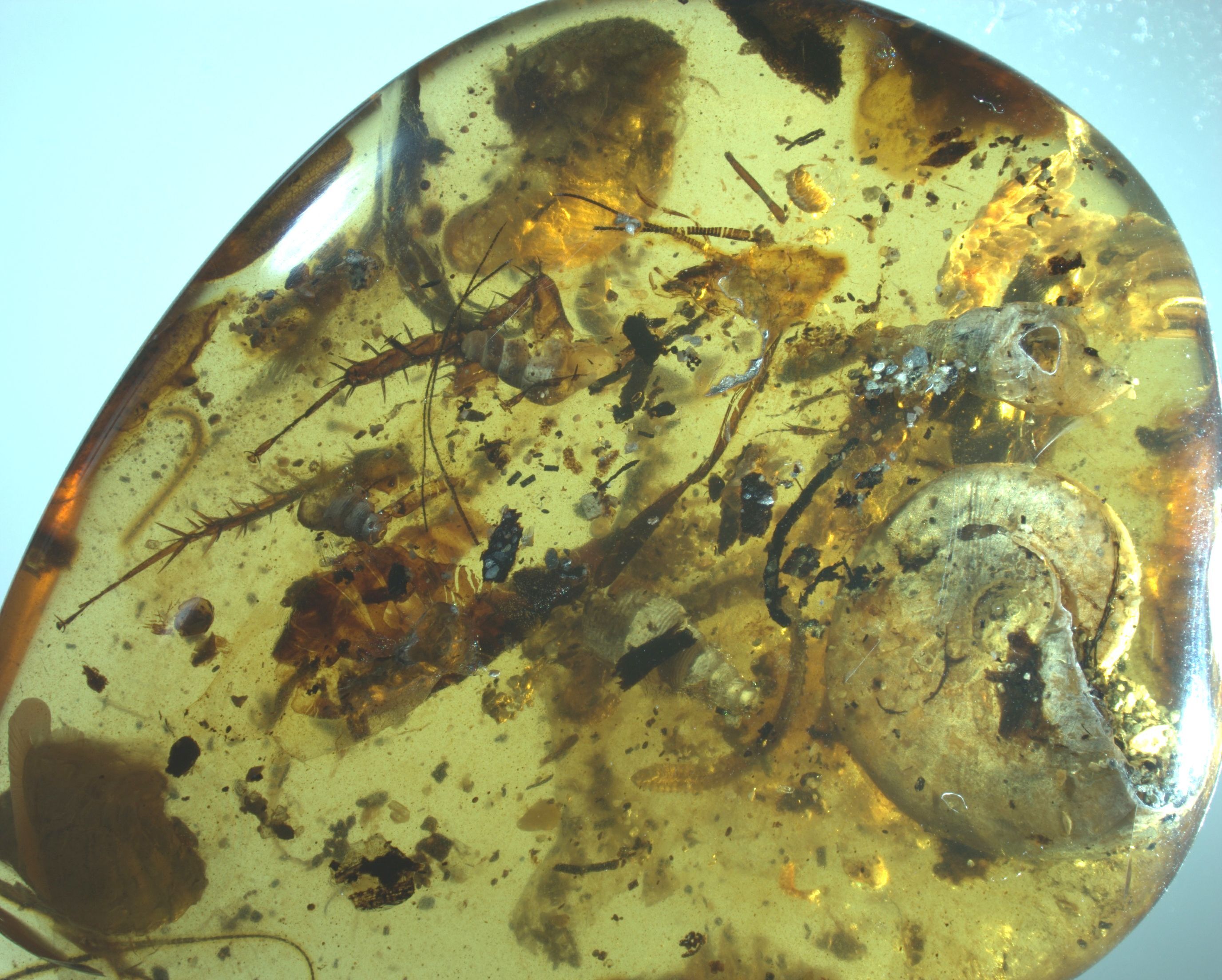 Chinese Scientists Identify Rare Amber Encasing Ancient Sea Animal