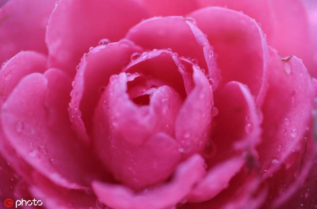 China Launches Online Database on Camellia Varieties