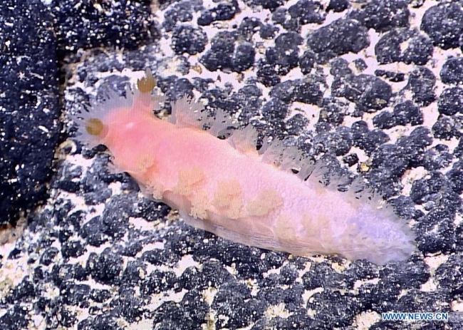 China's ROV Collects Rare Deep-water Sea Slugs in Western Pacific Ocean