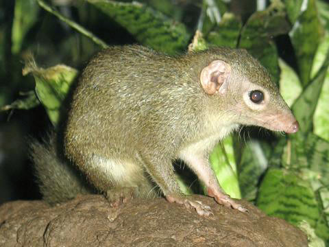 Chinese Researchers Release New Version of Tree Shrew Genome