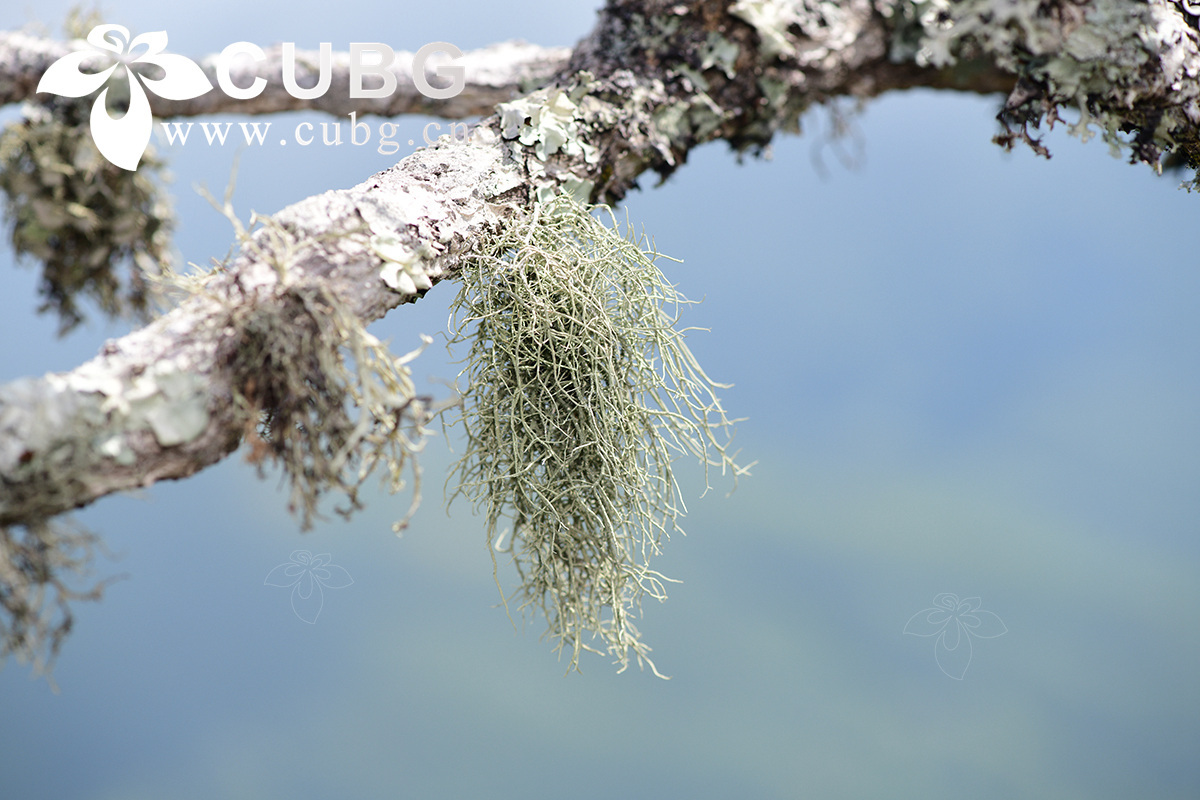 Mycorrhizal Type Being Important in Shaping Plant-Soil Feedbacks