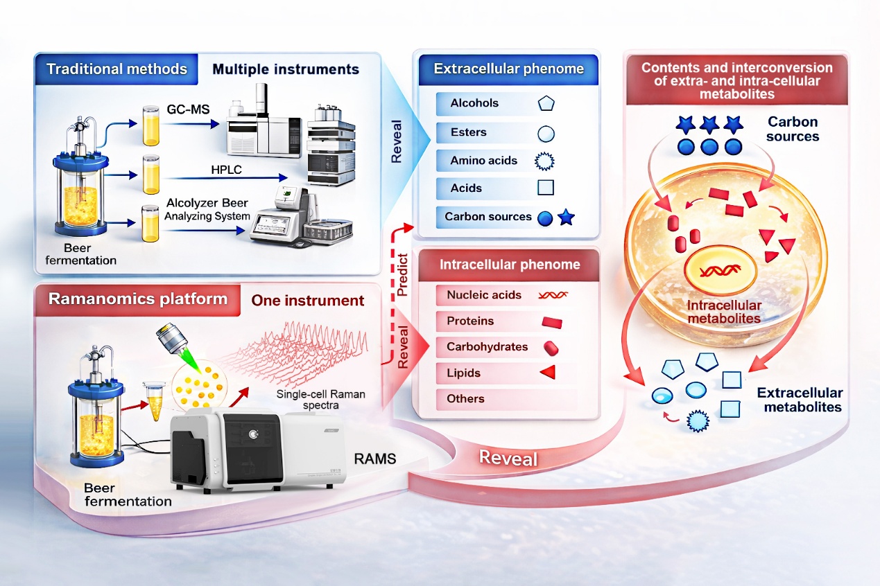 Scientists Develop Novel Raman Method to Monitor Beer Fermentation at Single-Cell Level