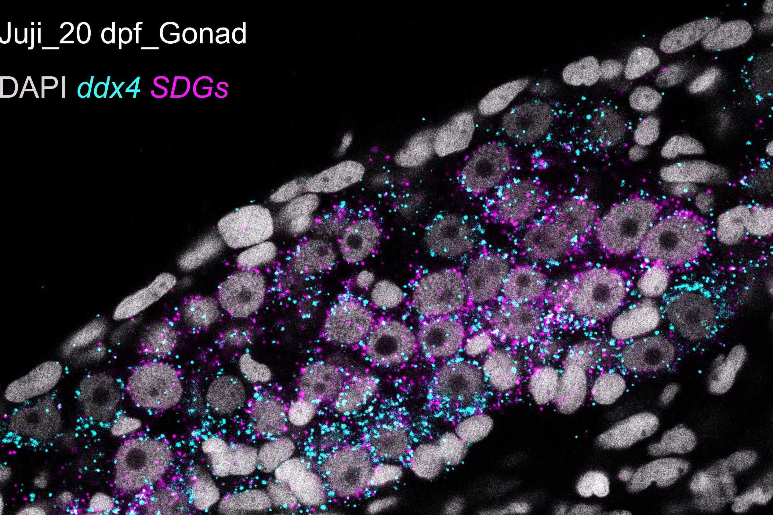 Juji Fish Becomes Promising Model for Studying Germ Cell Development and Gonadal Differentiation