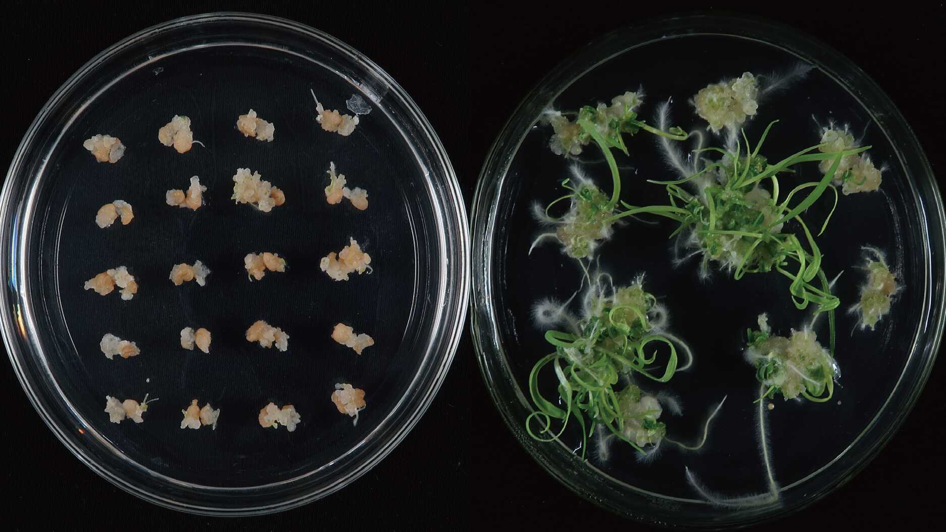Researchers Reveal Mechanisms Underlying Regeneration Efficiency Differences between Wheat Cultivars Fielder and Jimai22