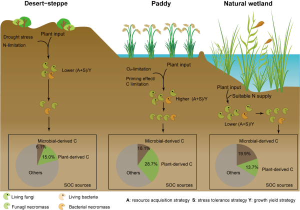 Microbial Life-history Strategy Regulates Soil Organic Carbon Accumulation in Hyper-arid Regions