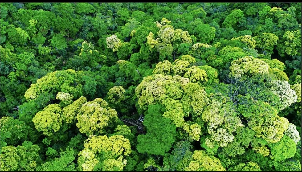 Fungal Allies: Unsung Heroes of Seedling Survival in Subtropical Forests