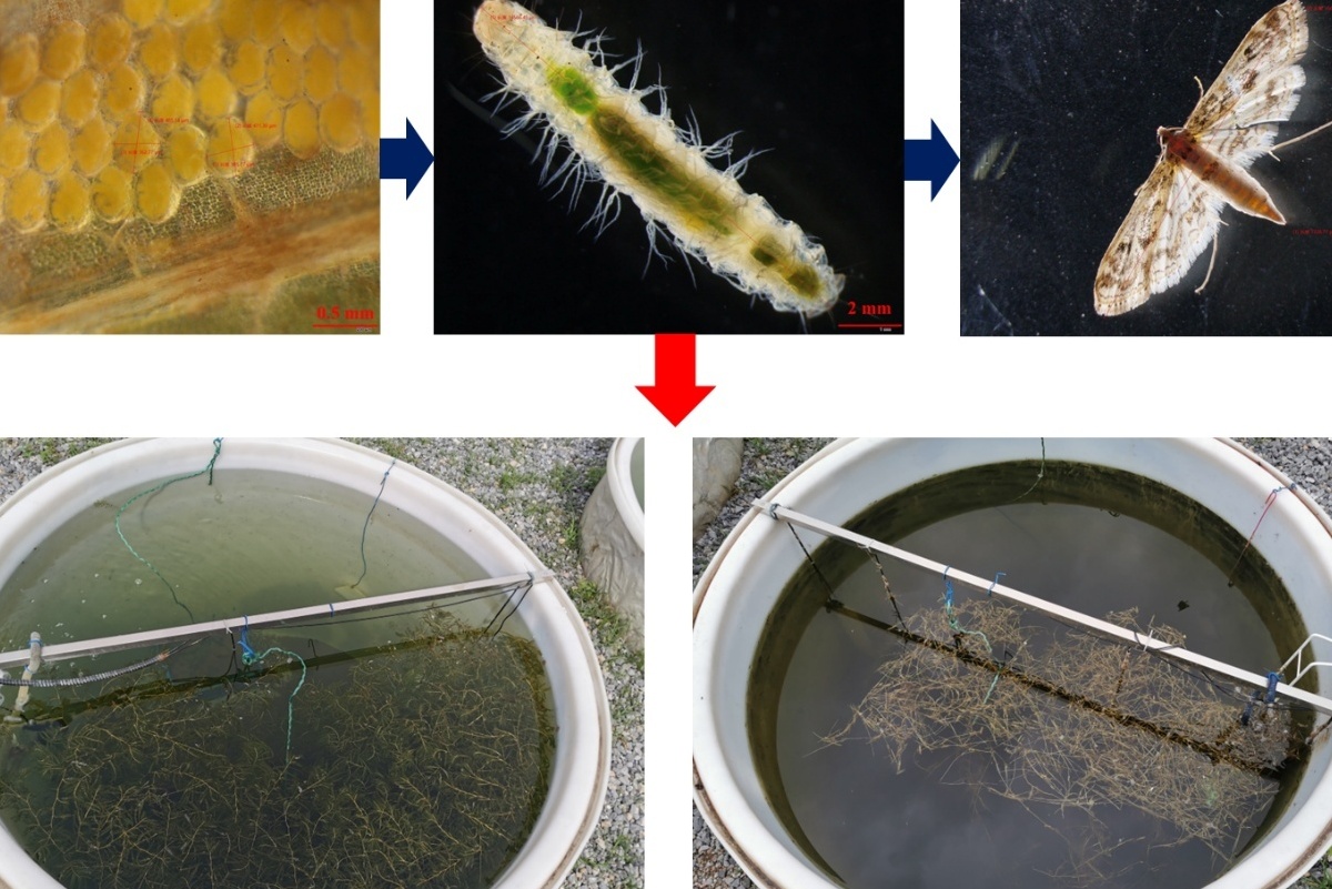 How Climate Warming Intensifies Insect Outbreaks to Suppress Aquatic Plant Recovery