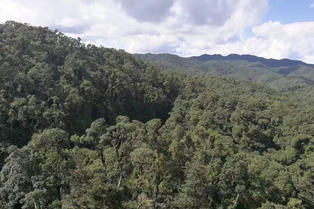 Competition Release Identified as Critical Driver for Forest Recovery After Extreme Snow Event