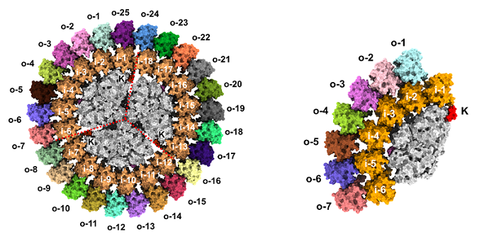 Double-layered Light-harvesting Complex of Photosystem I Reveals How Cyanobacteria Adapt to Extreme Iron Starvation