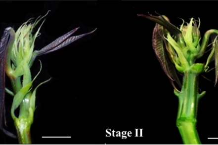 Study Reveals Molecular Networks Behind Female Flower Formation in Cassava