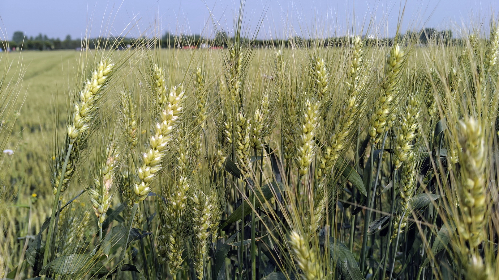 New Soil Amendment Improves Ammonium Retention and Reduces Nitrogen Loss