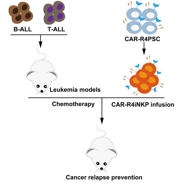長期的ながん免疫療法のためのCAR-NK前駆細胞療法を開発（Researchers Developed CAR-NK Progenitor Cell Therapy for Long-Lasting Cancer Immunotherapy）