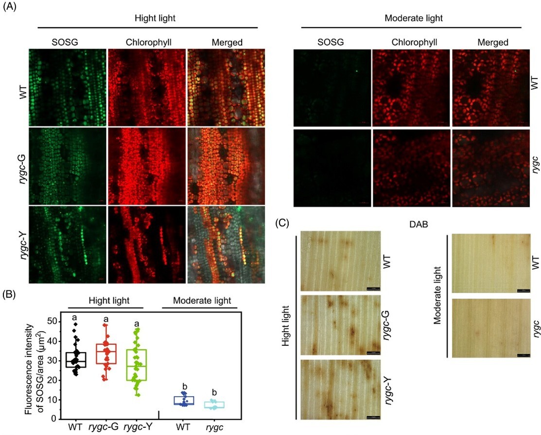 トウモロコシの光防御と正常な葉緑体発達の調節機構を解明 (Scientists Discover Regulatory Mechanisms of Photoprotection and Normal Chloroplast Development in Maize)