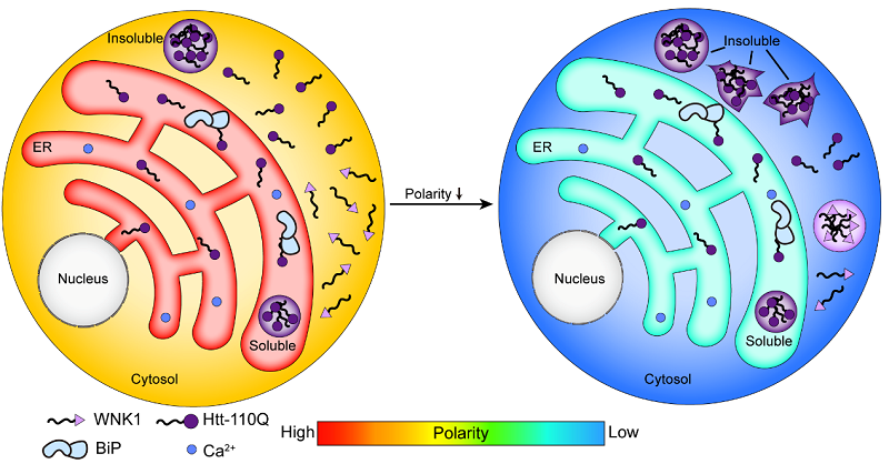 タンパク質凝集の主要因として細胞内極性を特定 (Scientists Identify Subcellular Polarity as Key Factor in Protein Aggregation)