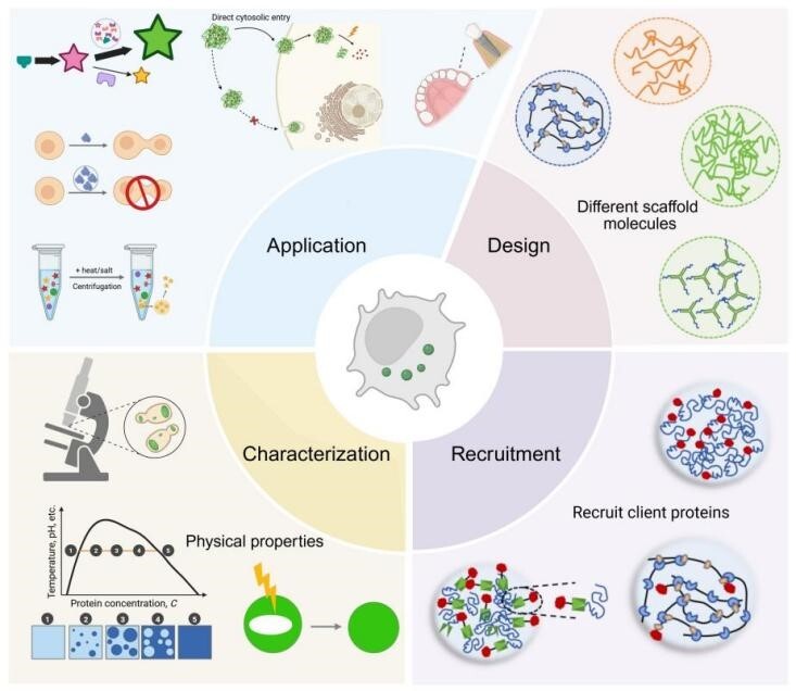 バイオテクノロジー応用に向けた人工膜なしオルガネラの開発（Synthetic Membraneless Organelles Developed for Biotechnological Applications）