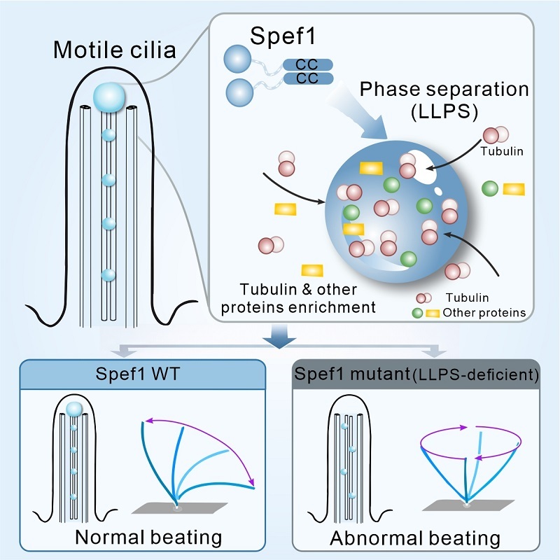 Spef1タンパク質の相分離が繊毛運動を制御（Spef1 Protein Phase Separation Regulates Ciliary Beating）