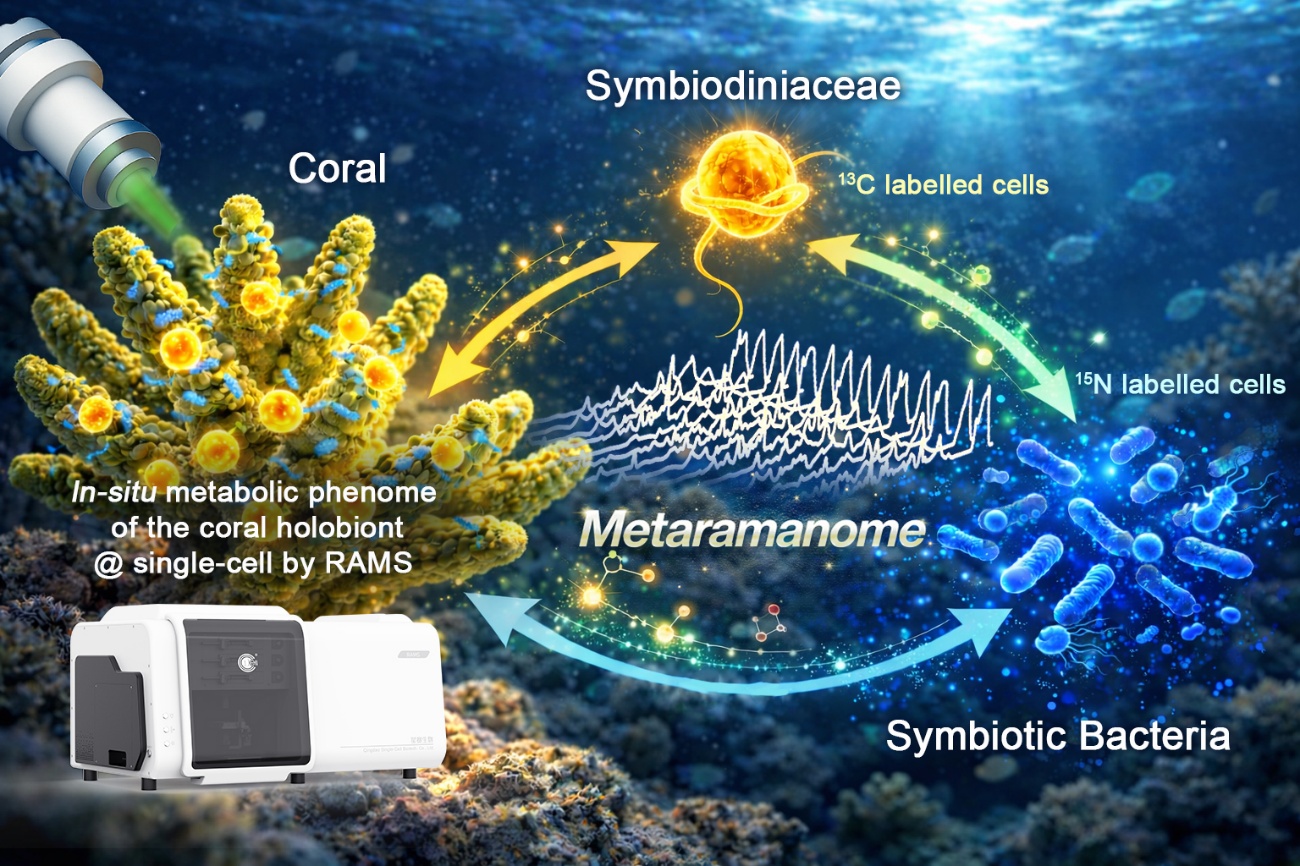サンゴ‐褐虫藻‐細菌ホロビオントにおける単一細胞代謝相互作用のマッピング（Scientists Map Single-Cell Metabolic Interactions Across Coral-Symbiodiniaceae-Bacterial Holobiont）