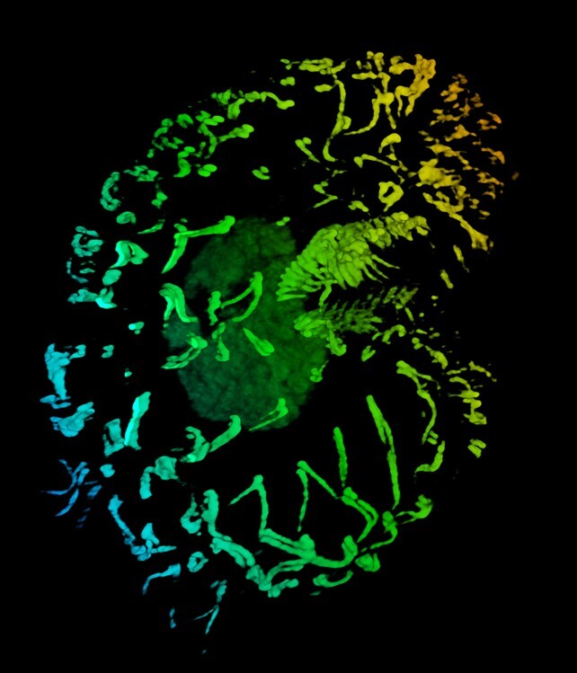 アルファアミラーゼがコルポーダの繁殖と嚢子形成を制御することを発見（Researchers Identify Alpha-Amylase as Key Regulator of Colpoda Reproduction and Cyst Formation）