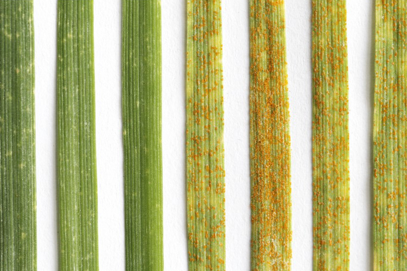 Researchers Identify <em>Yr83</em> Gene with Broad‑spectrum Stripe Rust Resistance in Wheat