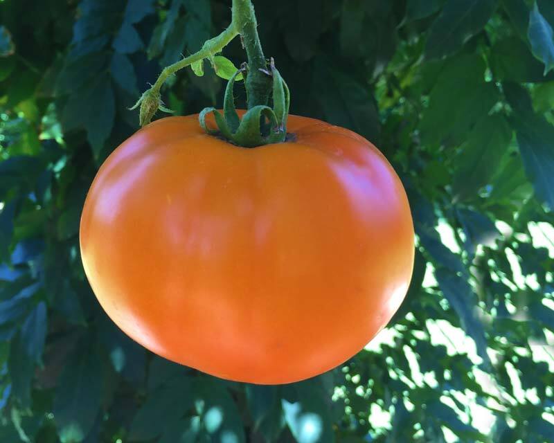 Study Reveals How Potassium Regulates Photosynthesis in Tomatoes