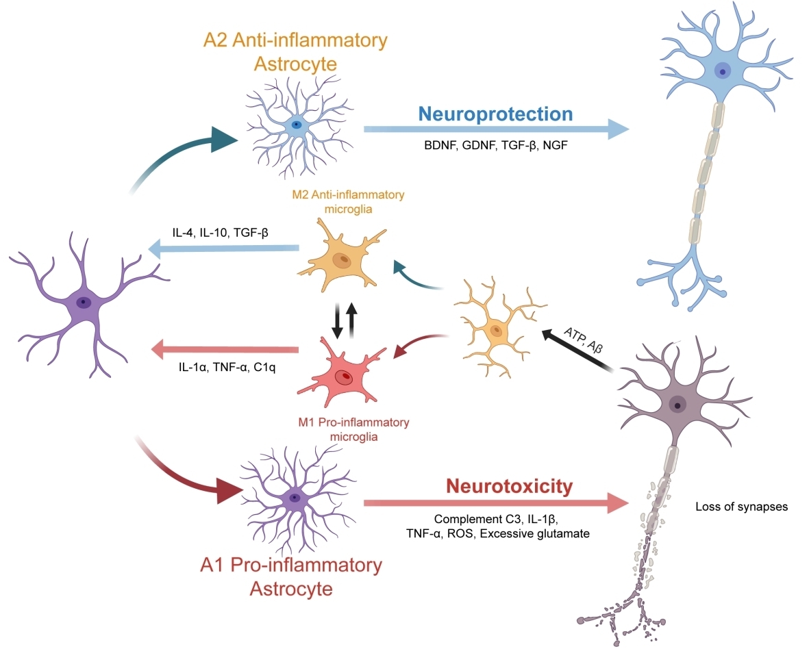 グリア細胞の代謝・炎症機能が神経変性疾患に関与することを解明（Researchers Reveal Metabolic and Inflammatory Roles of Glial Cells in Neurodegenerative and Cerebrovascular Diseases）